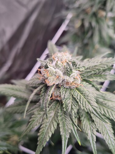 Growreport Bild 9