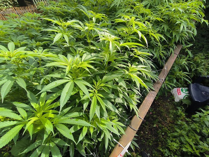 Growreport Bild 3