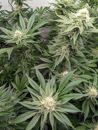 Growreport Bild 12