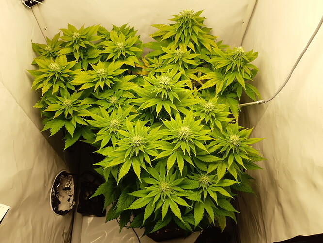 Growreport Bild 2