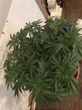 Growreport Bild 3