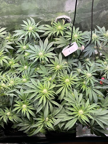 Growreport Bild 9