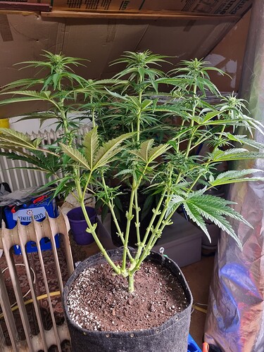 Growreport Bild 68
