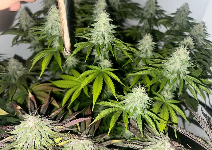 Growreport Bild 17