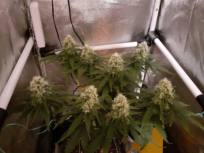 Growreport Bild 161