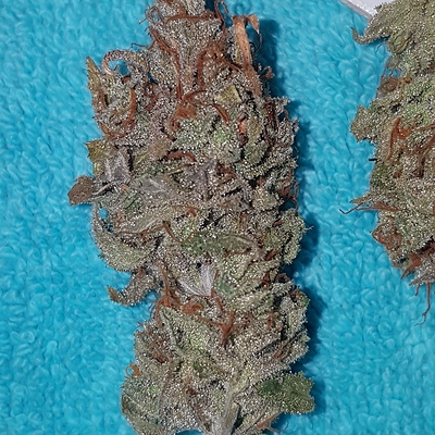 1647818_el-patron-by-rqs-nutes-by-green-buzzroyal-queen-seedsel-patron