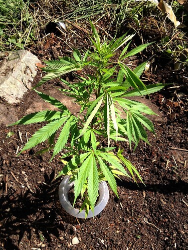 Growreport Bild 3