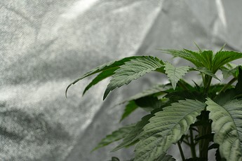 Growreport Bild 9