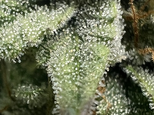 Growreport Bild 25