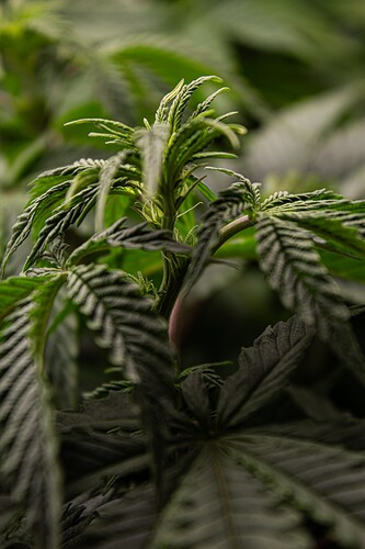 VT-52 BT1 ansatz groom