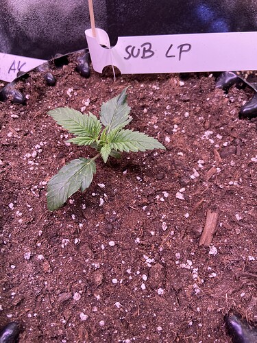 Growreport Bild 24
