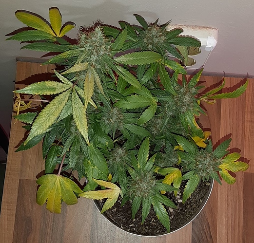 Growreport Bild 5