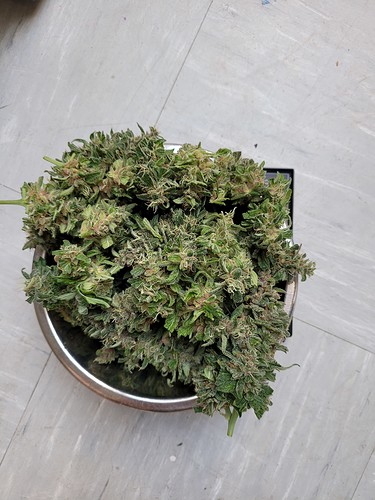 Growreport Bild 9