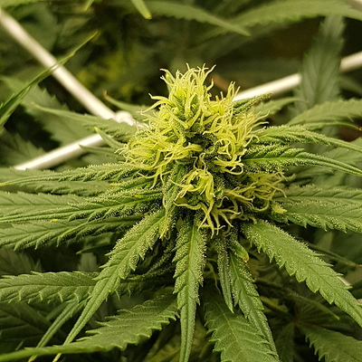 Growreport Bild 7