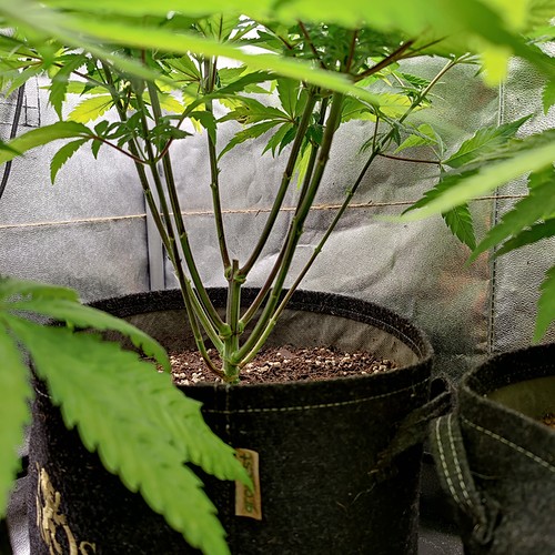Growreport Bild 15
