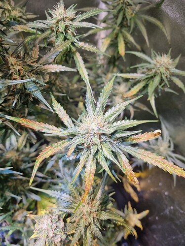 Growreport Bild 13