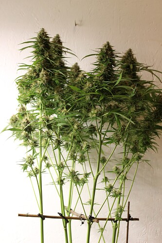 Growreport Bild 1