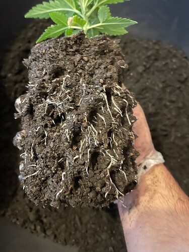Growreport Bild 6