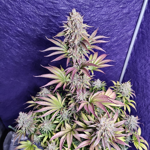 Growreport Bild 4