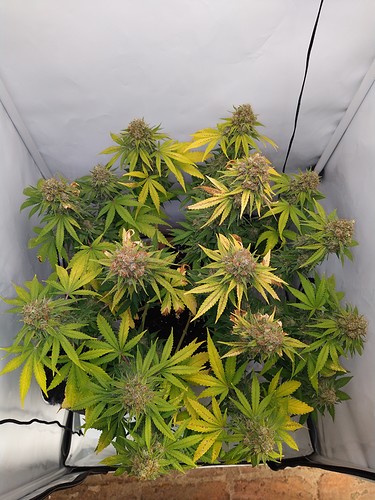 Growreport Bild 9