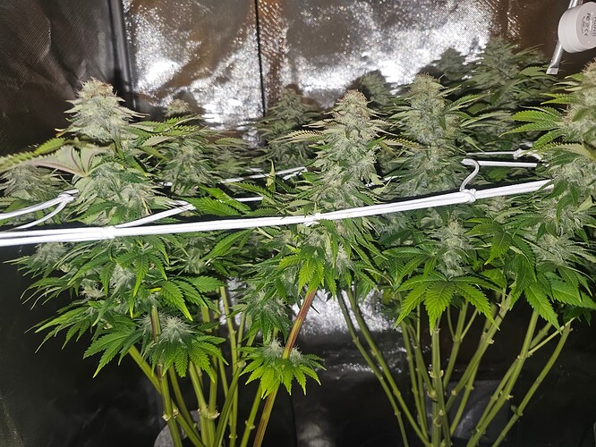 Growreport Bild 17