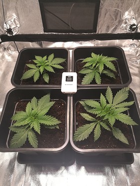 Growreport Bild 10