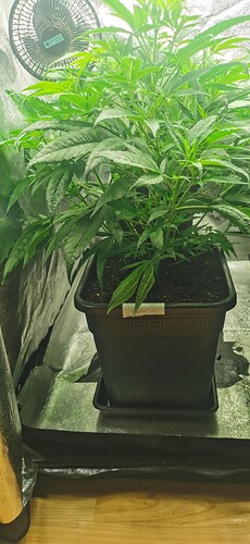 Growreport Bild 4