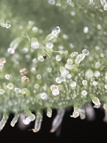 Growreport Bild 5