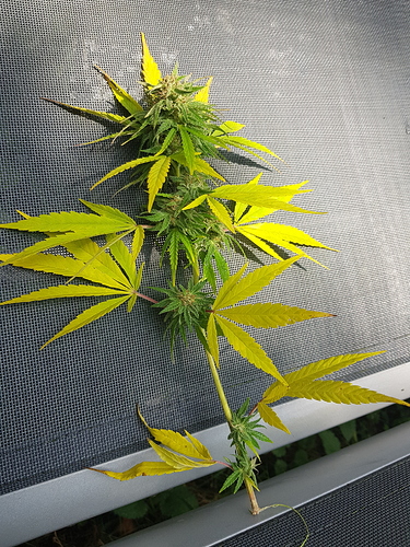 Growreport Bild 4
