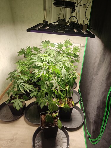 Growreport Bild 13