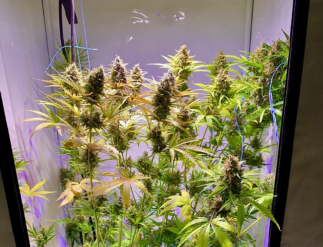 Growreport Bild 1