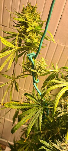 Growreport Bild 4