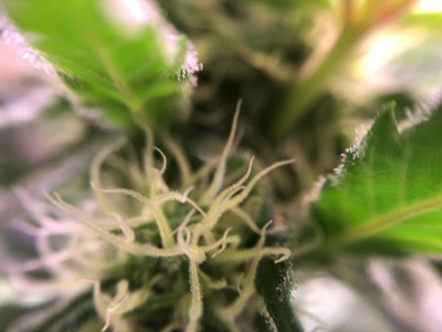 Growreport Bild 4