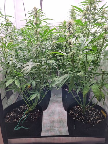 Growreport Bild 4