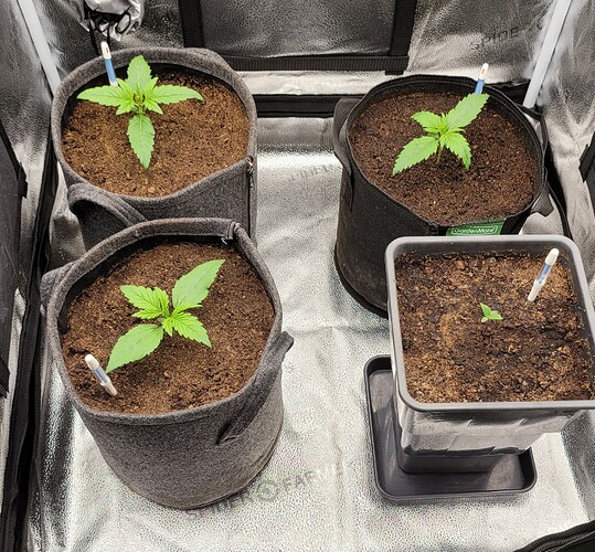 Growreport Bild 125