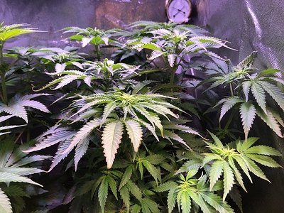 Growreport Bild 27