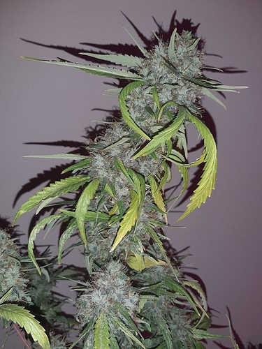 Growreport Bild 6
