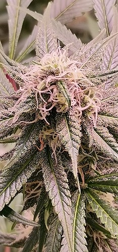 Growreport Bild 4