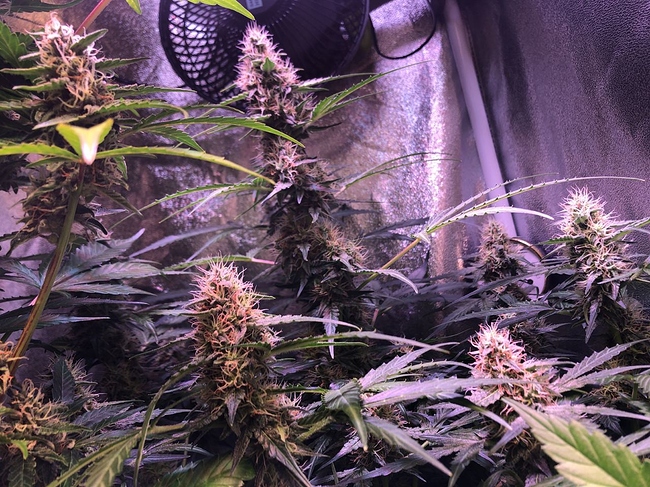 Growreport Bild 16