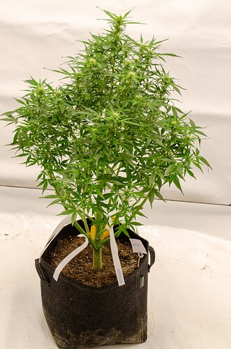 Growreport Bild 5