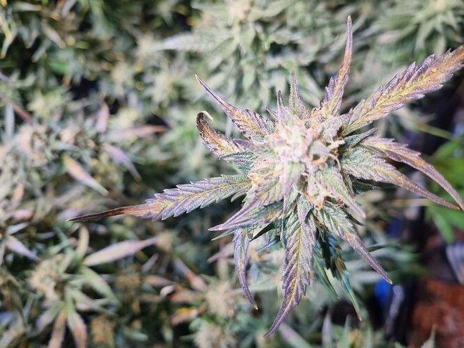 Growreport Bild 12