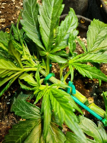Growreport Bild 7