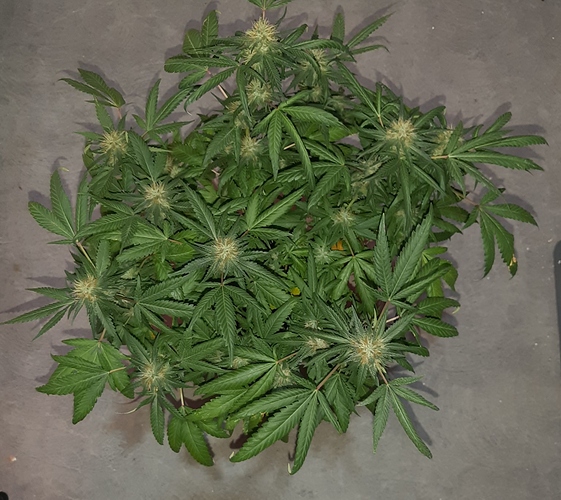 Growreport Bild 2