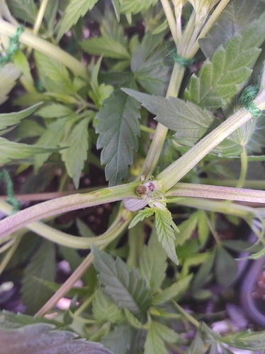 Growreport Bild 9