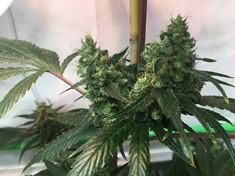 Growreport Bild 7