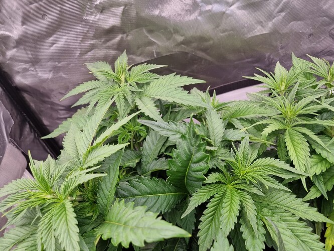 Growreport Bild 46