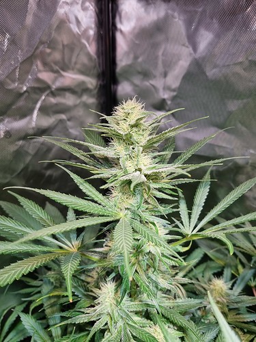 Growreport Bild 50