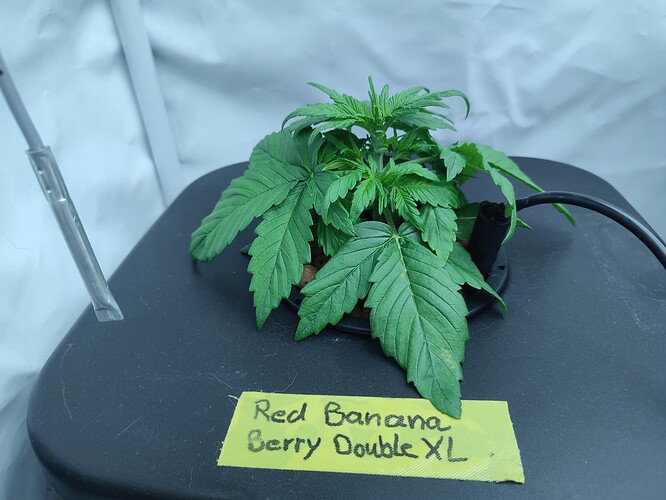 Growreport Bild 57