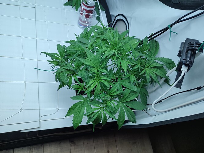 Growreport Bild 33