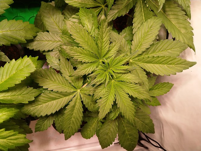IMAG5605